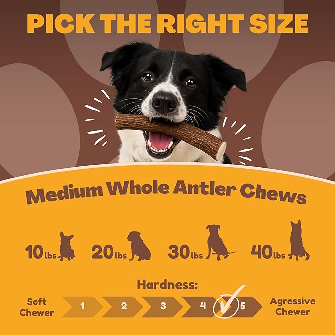 WhiteTail Naturals - Deer Antlers for Dogs - Long Lasting Antler Dog Chews - Crafted in USA, Naturally Shed Antler Dog Bones for Aggressive Chewers (Thick-Medium- 1 Pack)