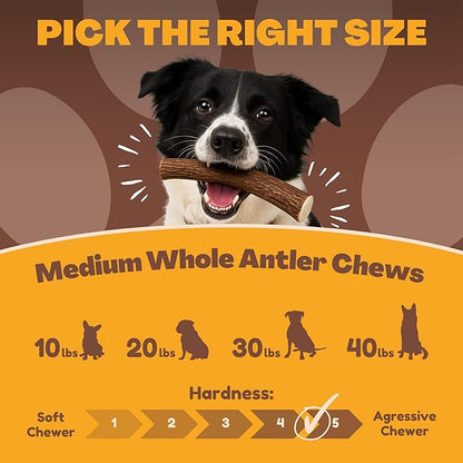 WhiteTail Naturals - Deer Antlers for Dogs - Long Lasting Antler Dog Chews - Crafted in USA, Naturally Shed Antler Dog Bones for Aggressive Chewers (Thick-Medium- 1 Pack)