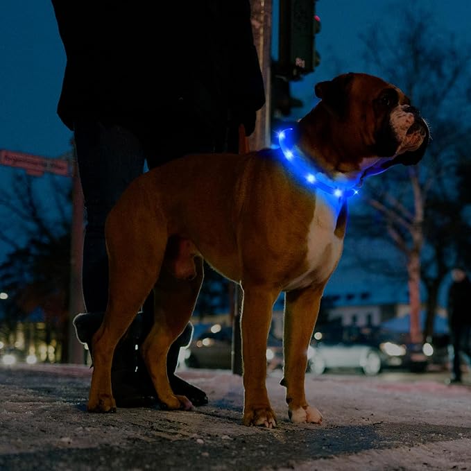 HIGO Light Up Dog Collar - 2-Pack Silicone LED Dog Collar Rechargeable, Safety Collar Light, Glow in The Dark Collar Lighted Dog Necklace for Small Medium Large Dogs (Blue)