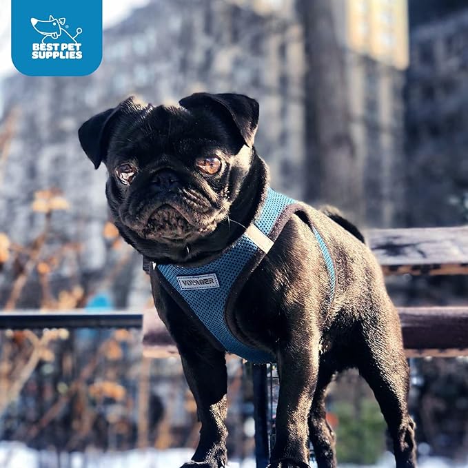 Best Pet Supplies Voyager Step-in Air Harness - All Weather Mesh, Reflective, No Pull Harness for Dogs, Cats - Secure with Hook & Loop Fastener, Buckle, Double D-Rings - Blue/Black Trim, L