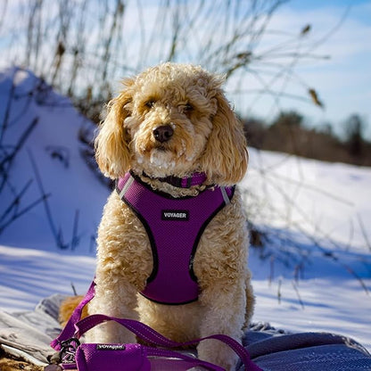 Best Pet Supplies Voyager Reflective Dog Leash or Collar with Neoprene Handle, for Small, Medium, and Large Breed Puppies, Cute and Heavy Duty for Walking, Running and Training - Purple (Leash), L