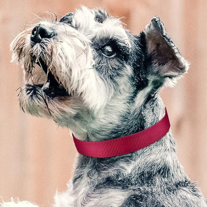 PetJoy Reflective Nylon Dog Collars, Replacement Collar for Shock Collar, Adjustable Classic Dog Collar Strap for Small Medium Large Dogs (Black & Red)