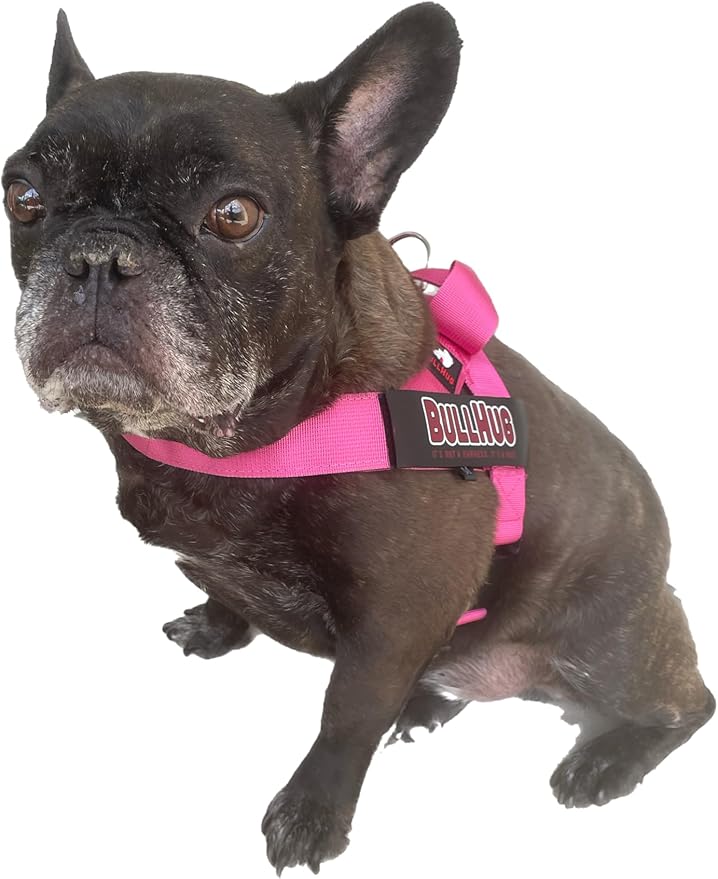 BULLHUG Adjustable Dog Harness– No Pull, No Choke – for English Bulldogs, French Bulldogs, Pugs & Broad-Chested Breeds – Easy, Safe Walks (Teal, Small)