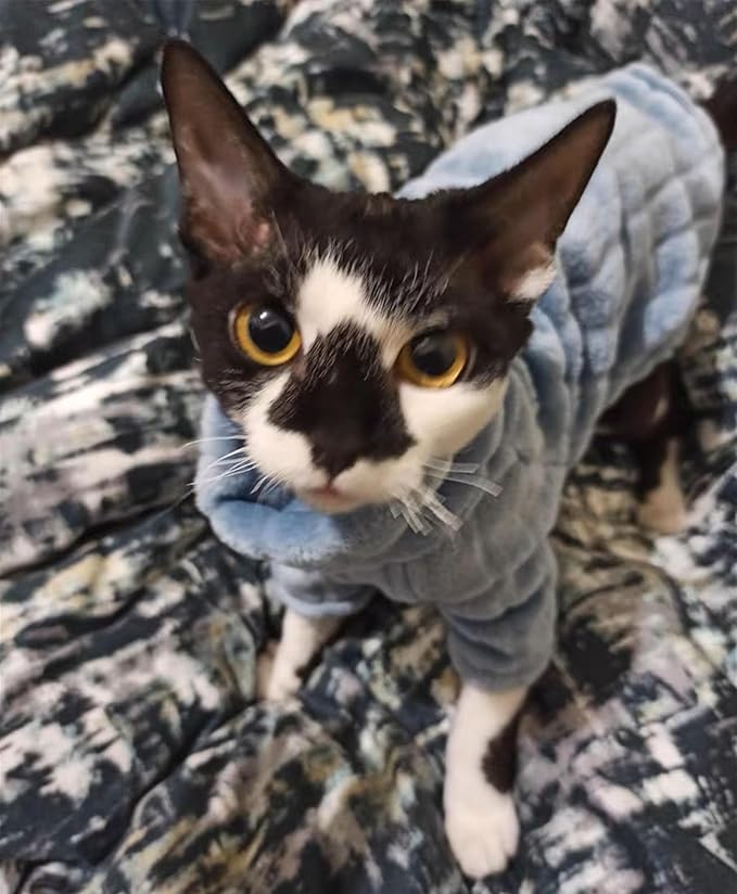 Turtleneck Sweater for Sphynx Cat Soft Coral Fleece Cat Clothes Thick Winter Warm Outfit Coat for Hairless Cats and Small Dogs Apparel with Sleeves (Blue, M (5-7 lbs))