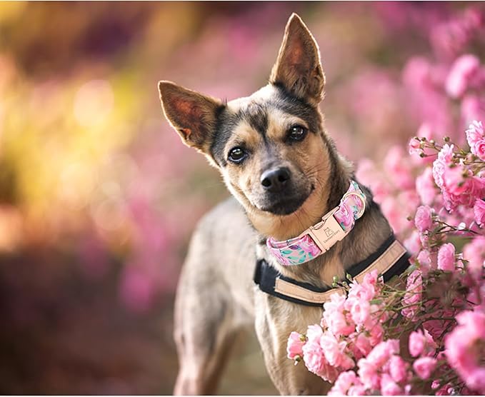 Lionheart glory Floral Rose Print Dog Collar Cute Dog Collars Spring Adjustable Soft Dog Collar Girl Pet Collars for X-Small Small Medium Large Dogs