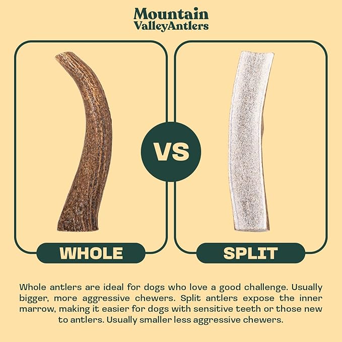 Mountain Valley Elk Antlers for Dogs - 100% Natural & Organic Chew for Aggressive Chewers, No Odor, No Mess, Long Lasting - Wild-Foraged Naturally Shed Antlers in USA - Grade A, Whole Medium (1 Pack)