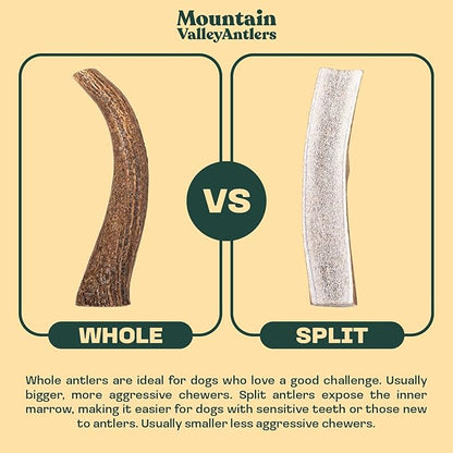 Mountain Valley Elk Antlers for Dogs - 100% Natural & Organic Chew for Aggressive Chewers, No Odor, No Mess, Long Lasting - Wild-Foraged Naturally Shed Antlers in USA - Grade A, Whole Medium (1 Pack)