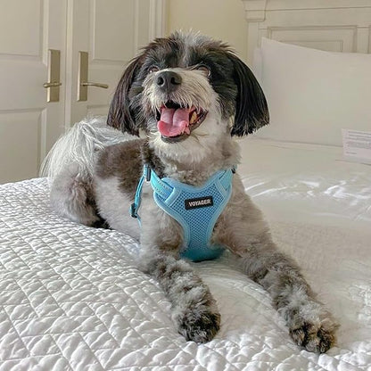 Best Pet Supplies Voyager Adjustable Step-in Flex Breathable Mesh Dog Harness for Small Medium Large Dogs Leash Set (Baby Blue), M