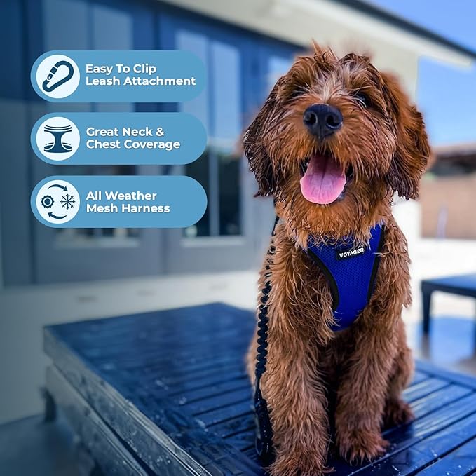 Best Pet Supplies Voyager Step-in Air Harness - All Weather Mesh, Reflective, No Pull Harness for Dogs, Cats - Secure with Hook & Loop Fastener, Buckle, Double D-Rings - Royal Blue/Black Trim, XXXS