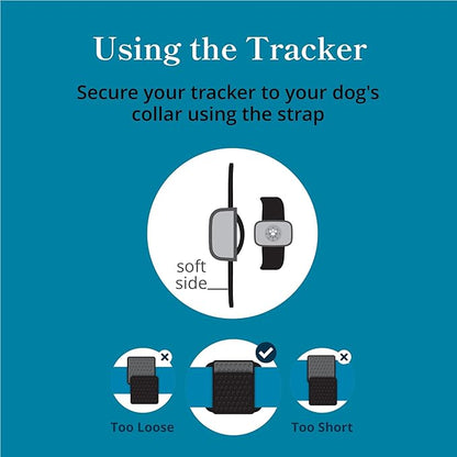 Petivity Smart GPS and Activity Pet Tracker for Dogs Powered by Purina, Waterproof Real Time Tracking GPS Dog Collar, Downloadable App, Subscription Required