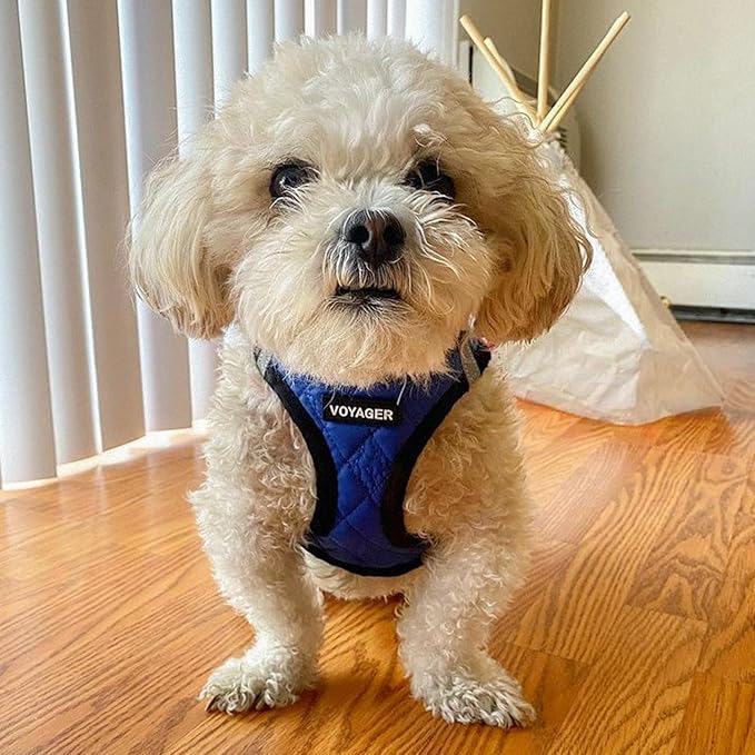Best Pet Supplies - All Weather Plush, Reflective, No Pull Harness for Small, Medium Dogs, Cats - Secure with Hook & Loop Fastener, Buckle, Double D-Rings - Royal Blue Faux Leather, S