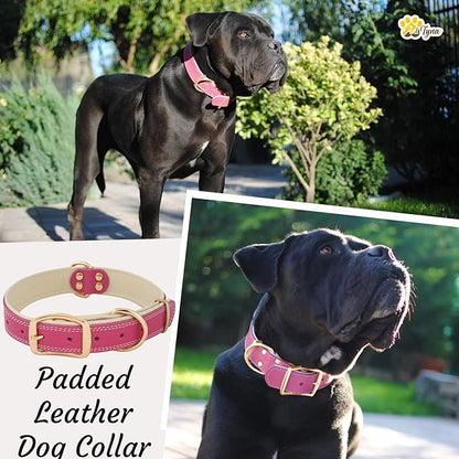 ADITYNA Heavy-Duty Pink Leather Dog Collar for Large Dogs - Soft Padded for Comfort - Girl Dog Collar for Walking, Training, and Hiking