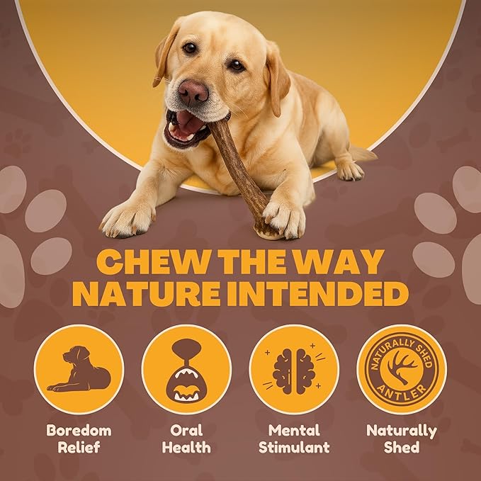 WhiteTail Naturals - Deer Antlers for Large Dogs - Long Lasting Antler Dog Chews - Crafted in USA, Naturally Shed Antler Dog Bones for Aggressive Chewers (Large (Pack of 2))