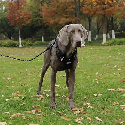 Dog Harness No Pull Adjustable Reflective,for Medium and Large Small Dog with Leash 59.06in (Black, M)