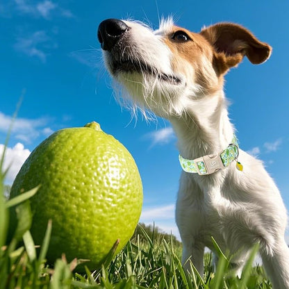 UP URARA PUP Summer Dog Collar-Refreshing Lime Pet Collars-Adjustable, Comfortable & Durable Puppy Collars for Small, Medium, Large Dogs
