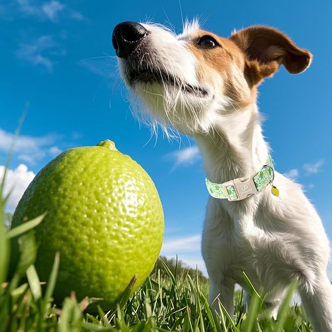 UP URARA PUP Summer Dog Collar-Refreshing Lime Pet Collars-Adjustable, Comfortable & Durable Puppy Collars for Small, Medium, Large Dogs