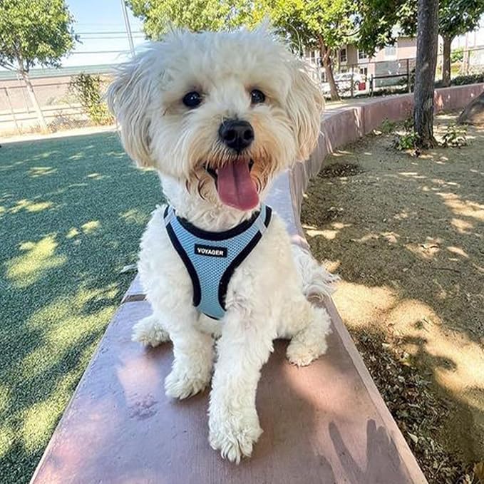 Best Pet Supplies Voyager Step-in Air Harness - All Weather Mesh, Reflective, No Pull Harness for Dogs, Cats - Secure with Hook & Loop Fastener, Buckle, Double D-Rings - Baby Blue/Black Trim, L