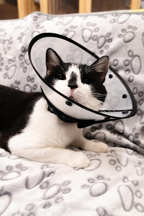 Cat Cone Collar for After Surgery to Stop Licking, Escape-Proof Recovery, Elizabethan E Collar for Cats, Comfortable Cone for Cats (Black, Medium)