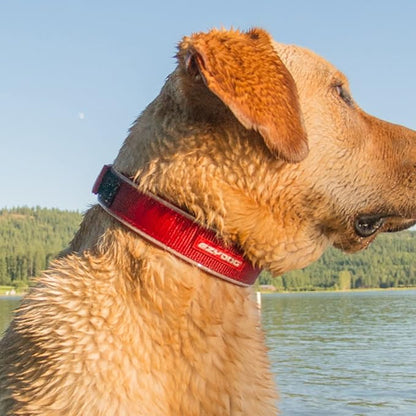 EzyDog Neo Dog Collar - Waterproof & Reflective Dog Collar with Soft Padded Neoprene for Comfort & Durable Nylon – Features Quick Release Buckle and Built-in ID Clip (Medium, Pink Camo)
