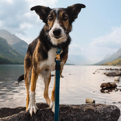 Wilderdog Waterproof Dog Leash - Repels Water & Dirt - Pacific Blue
