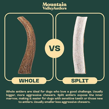 Mountain Valley Elk Antlers for Dogs - 100% Natural & Organic Chew for Aggressive Chewers, No Odor, No Mess, Long Lasting - Wild-Foraged Naturally Shed Antlers in USA - Grade A, Split Large (1 Pack)