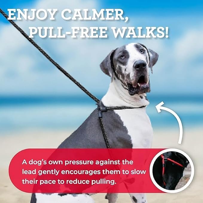 Harness Lead No Pull Dog Harness and Leash Set, Anti Pull Dog Harness, One-Piece Cushioned Rope Safely Prevents Escaping and Pulling *New Insert is Removable (Medium/Large, Rainforest)
