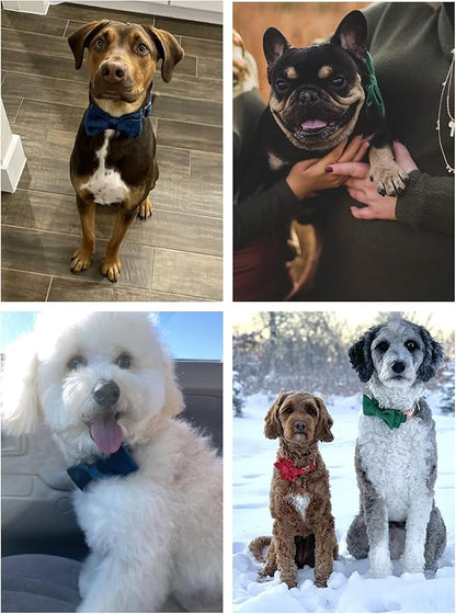 ARING PET Bowtie Dog Collar-Velvet Dog Collars with Removable Bowtie, Cute & Comfortable Dog Collar.