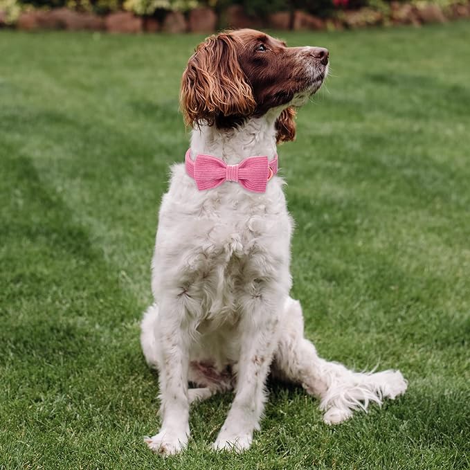 Hot Pink Dog Collars for Medium Dog,Cute Corduroy Dog Collar with Bow Tie Safety Metal Buckle Adjustable Puppy Collars for Small Medium Large Boy&Girl Dogs