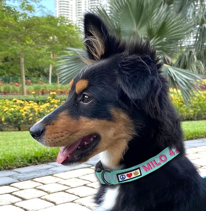 Pawtitas Reflective Dog Collar - Personalized Name & Phone Number, Adjustable for Small Dogs & Puppies - Black