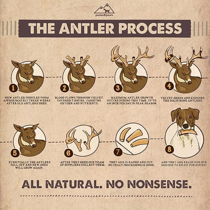 peaksNpaws Premium All-Natural Grade A Split Elk Antlers for Dogs – Naturally Shed in The Rocky Mountains – No Additives, No Preservatives - Healthy and Delicious Treat - Made in USA - XL/Jumbo Split