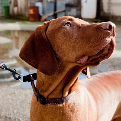 EzyDog Checkmate Martingale Collar for Dogs – Premium Nylon Training Dog Collar for Easy Control with no Choking (Small, Blue)