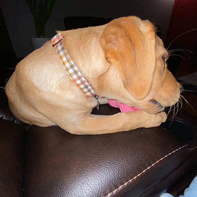 Elegant little tail Fall Dog Collar, Autumn Pet Collar Durable Yellow Plaid Dog Collars Male or Female Holiday Pet Gift Adjustable Dog Collar for Small Dogs
