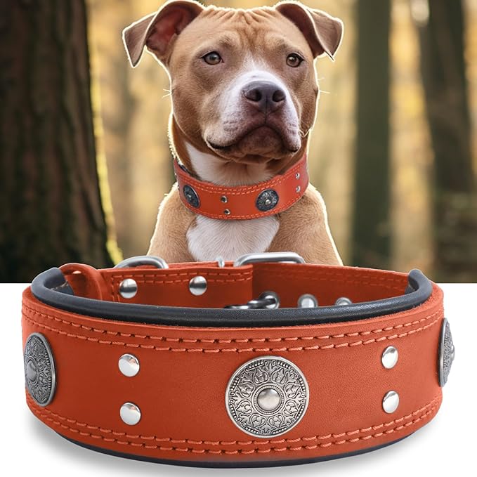Leather Dog Collar, 2 inches Wide Heavy Duty Genuine Leather Collars, Handmade, Soft, and Luxury, Eye-catching Best Choice for Large and Medium Breed Dogs, Orange 21-25 inches