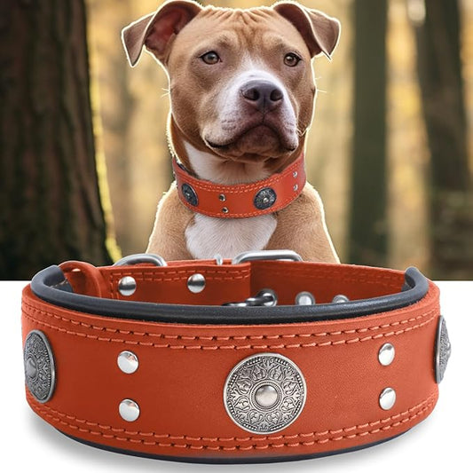 Leather Dog Collar, 2 inches Wide Heavy Duty Genuine Leather Collars, Handmade, Soft, and Luxury, Eye-catching Best Choice for Large and Medium Breed Dogs, Orange 21-25 inches