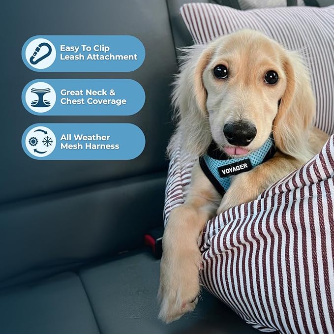 Best Pet Supplies Voyager Step-in Air Harness - All Weather Mesh, Reflective, No Pull Harness for Dogs, Cats - Secure with Hook & Loop Fastener, Buckle, Double D-Rings - Baby Blue/Black Trim, L