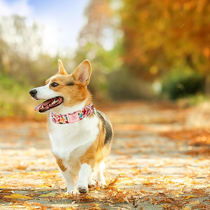Elegant little tail Fall Dog Collar, Autumn Leaves Pet Collar Durable Dog Collars Male or Female Holiday Pet Gift Adjustable Dog Collar for X-Large Dogs
