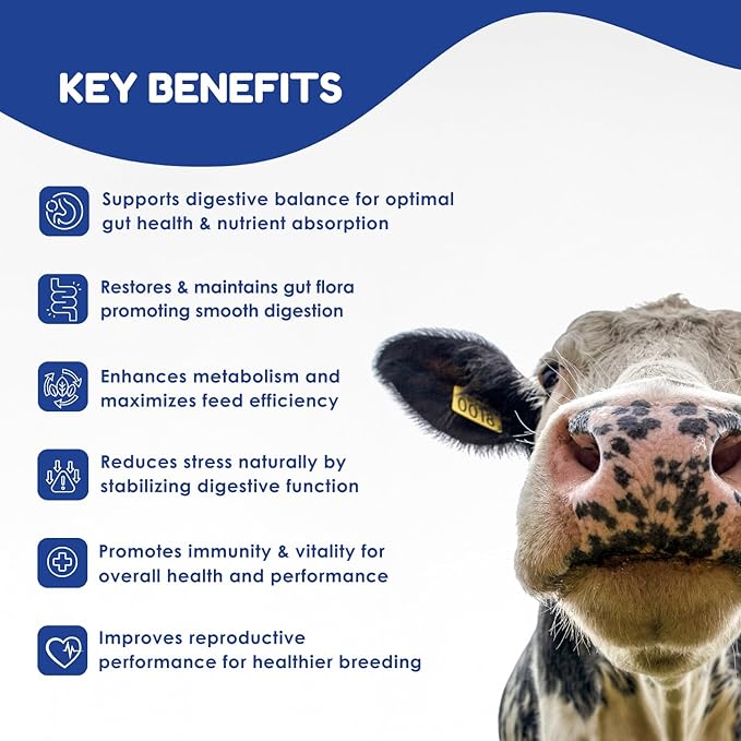 Ruminants Pre and Probiotic Paste (80g)- Pre and Probiotics with Vitamins and Minerals- 6 Strains and 8 Billion CFU- Immune and Gastro Health Support for All Ruminants: Bovines, Goats & More
