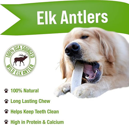Buck Bone Organics Dog Chews, Elk Antlers for Dogs, Long Lasting Dog Bones for Aggressive Chewers, All Natural, No Preservatives, Wild Shed in The USA (Large 2 Pack)