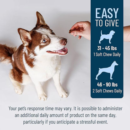 Nutramax Solliquin Calming Support for Dogs, Behavioral Health Supplement with L-Theanine, Magnolia/Phellodendron, and Whey Protein Concentrate, Soft Chews, 75 Count