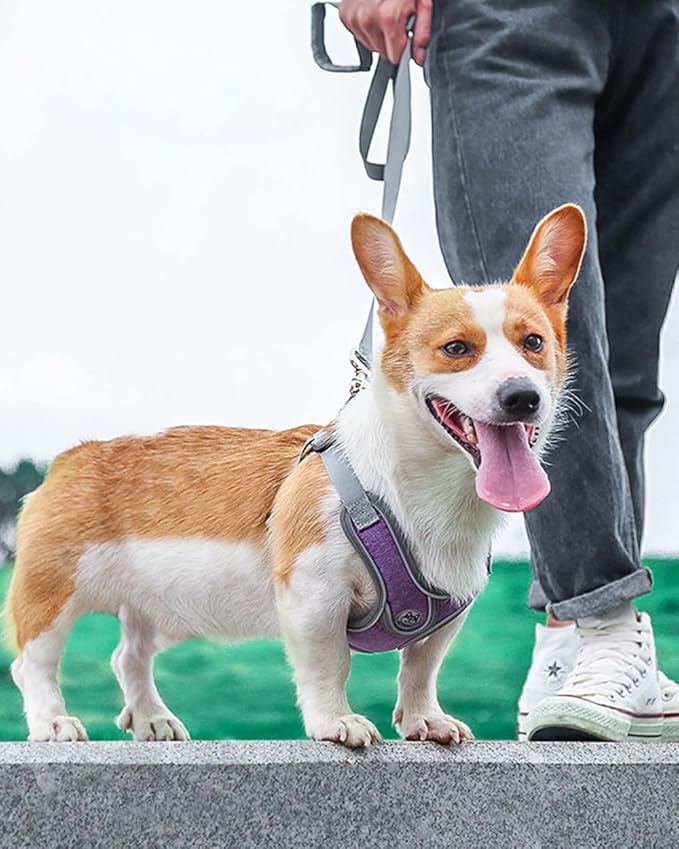 Puppy Harness and Leash Set,No Pull Adjustable Step in Soft Mesh Vest Harness,Easy Walk Reflective Pet Harness with Padded Handle for Walking Training Small Medium Large Dogs and Cats (Purple, XS)