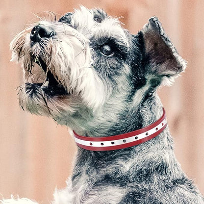 PetJoy Dog Collars Strap, Replacement Collar for Shock Reflective Collar, Adjustable Classic Dog Collar Strap for All Varieties Small Medium Large Dogs (Black & Red)