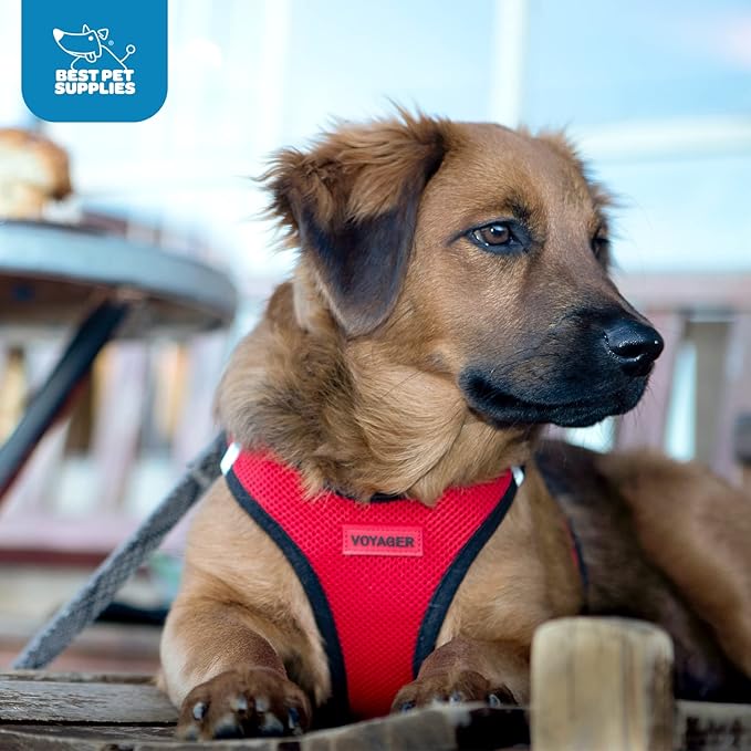 Best Pet Supplies Voyager Step-in Air Harness - All Weather Mesh, Reflective, No Pull Harness for Dogs, Cats - Secure with Hook & Loop Fastener, Buckle, Double D-Rings - Red/Black Trim, M