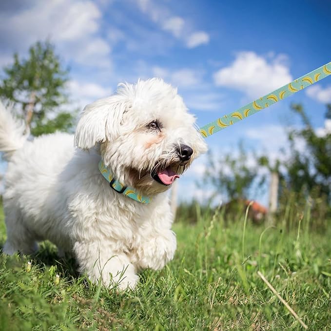 azuza Dog Collar and Leash Set, Cute Patterns on Nylon Collar and Matching Leash, Great Option for Medium Dogs