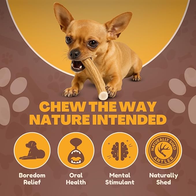 WhiteTail Naturals - Antlers for Extra Small Dogs (6 Pack) Deer Antler Dog Chew Bones for Extra Small Aggressive Chewers - Long Lasting Horn Chew Toys - Naturally Shed