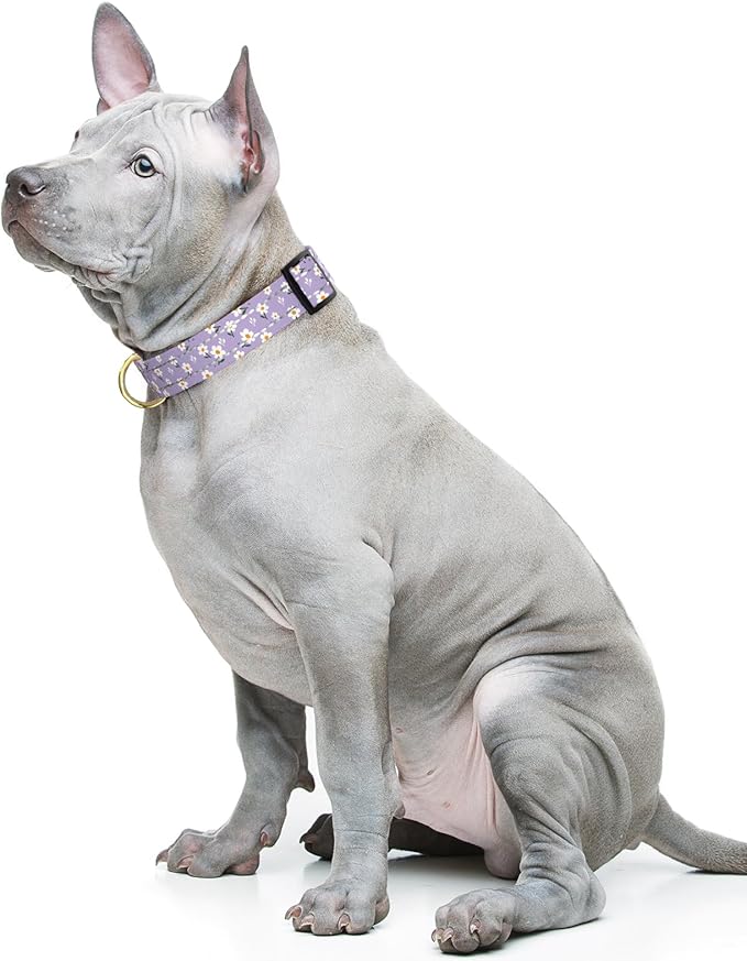 Reflective Dog Collar for Medium Dogs, Cute Flower Theme Adjustable Heavy-Duty Nylon Puppy Collar for Boy and Girl Female, Soft Pet Accessories with Quick Release Buckle, Purple White