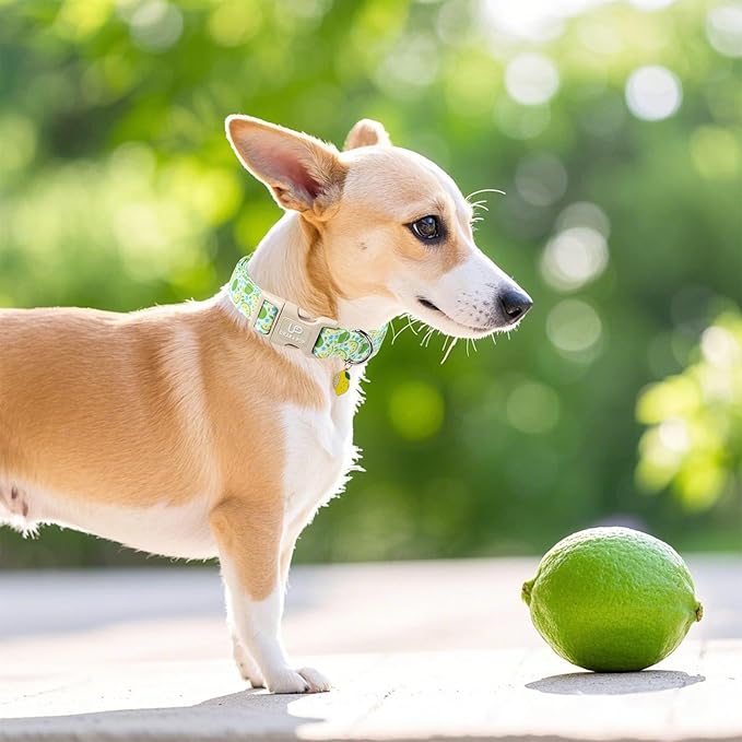 UP URARA PUP Summer Dog Collar-Refreshing Lime Pet Collars-Adjustable, Comfortable & Durable Puppy Collars for Small, Medium, Large Dogs