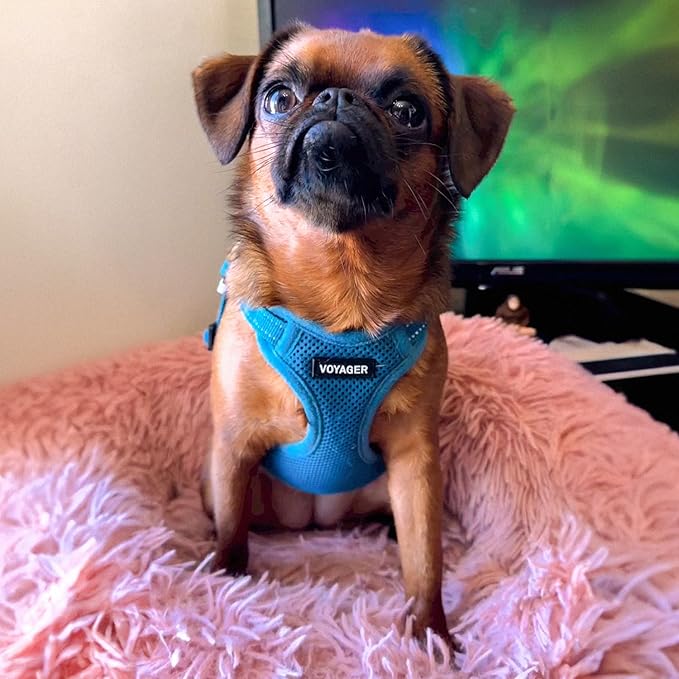 Best Pet Supplies Voyager Adjustable Step-in Flex Breathable Mesh Dog Harness for Small Medium Large Dogs Leash Set (Turquoise), XL
