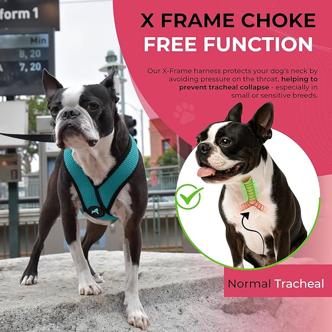 Gooby Comfort X Head-in Harness – Medium Dog Harness (9–15 lbs), Turquoise, No Pull, Choke-Free Design
