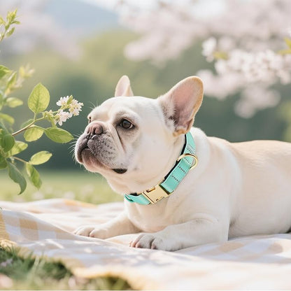 Didog Soft Padded Dog Collars for Medium Dogs, Colorful and Durable Dog Collar with Quick Release Buckle, Light and Breathable for Daily Walking, Teal, M