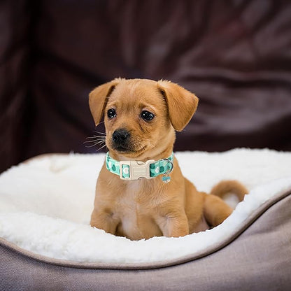 DOGWONG Valentine's Day Dog Collar - Green Heart, Adjustable Soft Cute Pet Collar for Small, Medium & Large Dogs